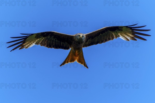 A red kite in flight from the front view with outstretched wings, Red Kite, (Milvus milvus) wildlife, Germany