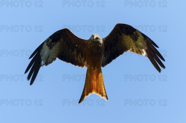 A red kite flies high in the sky with its wings spread, Red kite, (Milvus milvus) wildlife, Germany