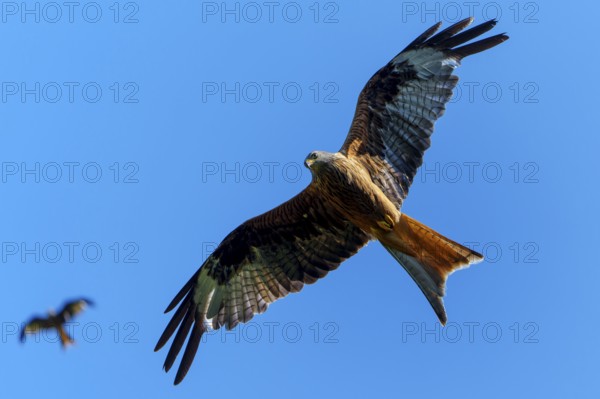 Two red kites flying high in the blue sky, one close and one in the distance, Red Kite, (Milvus milvus) wildlife, Germany