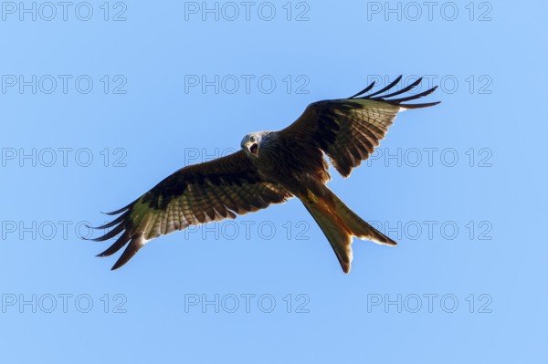 A red kite flies smoothly against the bright sky, Red kite, (Milvus milvus) wildlife, Germany