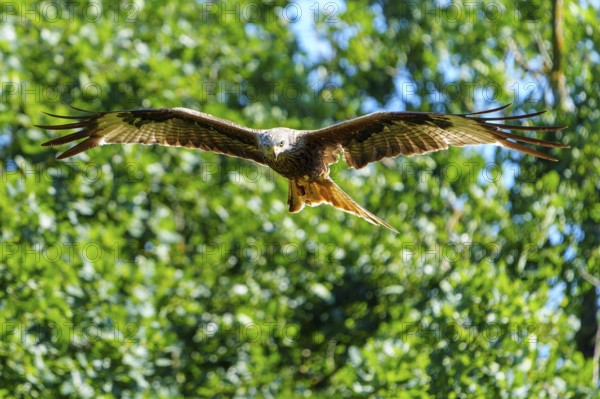 A red kite flies head-on towards the camera against a green forest background, Red Kite, (Milvus milvus) wildlife, Germany