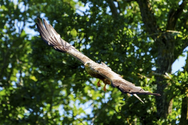 A red kite flying over trees in a vivid green background, Red Kite, (Milvus milvus) wildlife, Germany