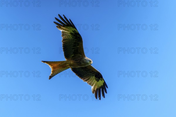 A red kite soaring in front of a clear blue sky, Red Kite, (Milvus milvus) wildlife, Germany