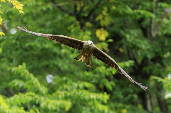 A bird of prey flies through lush green treetops, Red Kite, (Milvus milvus) wildlife, Germany