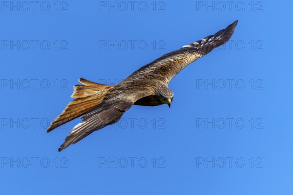 A bird of prey flies sideways through the air against a blue sky, Red Kite, (Milvus milvus) wildlife, Germany
