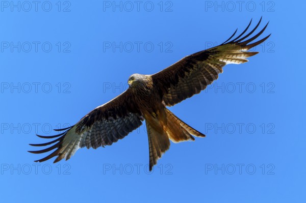 Bird of prey in flight, spreading its wings against the blue sky, Red Kite, (Milvus milvus) wildlife, Germany