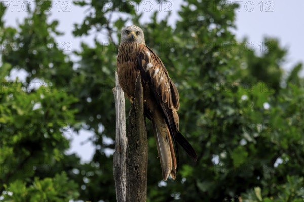 A bird of prey sitting on a tree stump in front of green foliage, Red Kite, (Milvus milvus) wildlife, Germany
