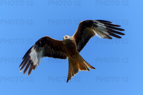 A bird of prey with spread wings flying against a blue sky, Red Kite, (Milvus milvus) wildlife, Germany