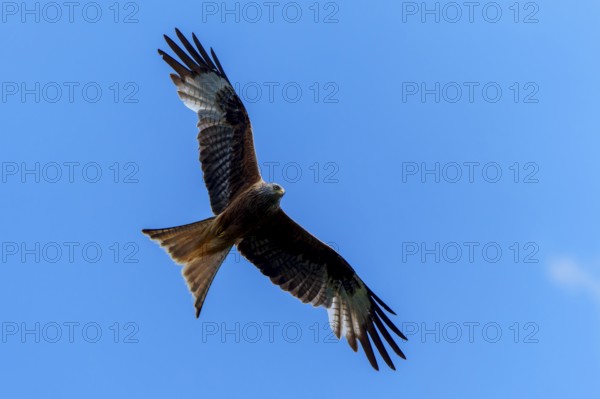 A red kite flies majestically in the blue sky, Red kite, (Milvus milvus) wildlife, Germany