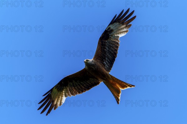 A red kite gliding through the bright blue sky, Red kite, (Milvus milvus) wildlife, Germany