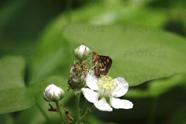 Pyrausta purpuralis, July, Germany