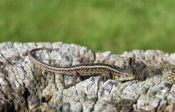 Forest lizard on old tree trunk, dead wood, Schleswig-Holstein, Germany