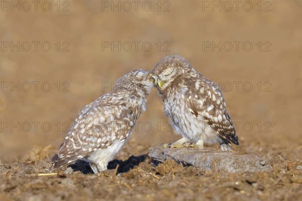 Little owl (Athene noctua) Two young birds sitting on the ground, grooming, cuddling, endangered bird species in Central Europe, wildlife, owl, little owl, animal children, funny picture, HANSAG, Lake Neusiedl, Burgenland, Austria