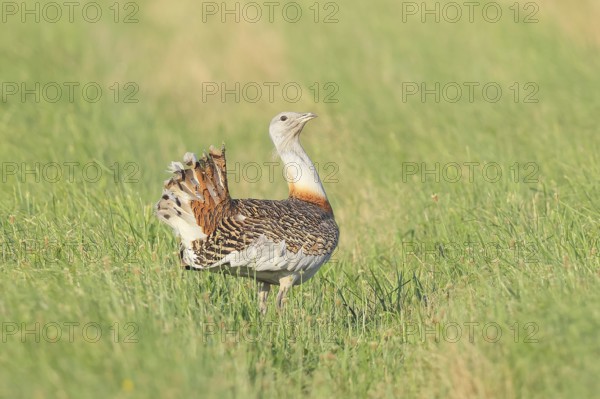 Great Bustard (Otis tarda), steppe bird, extremely rare bird species, threatened with extinction, heaviest flying bird, male, cock, wildlife, nature photography, Lake Neusiedl, Hansag, Burgenland, Hungary, Austria, Western Europe