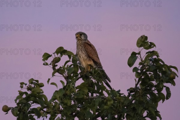 A Common Kestrel sits in an apple tree near Frankfurt am Main at dusk in the evening and observes the surroundings, Frankfurt, Hesse, Germany
