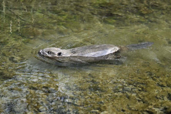 Eurasian beaver, European beaver (Castor fibre), swimming in a stream, Canton Zug, Switzerland