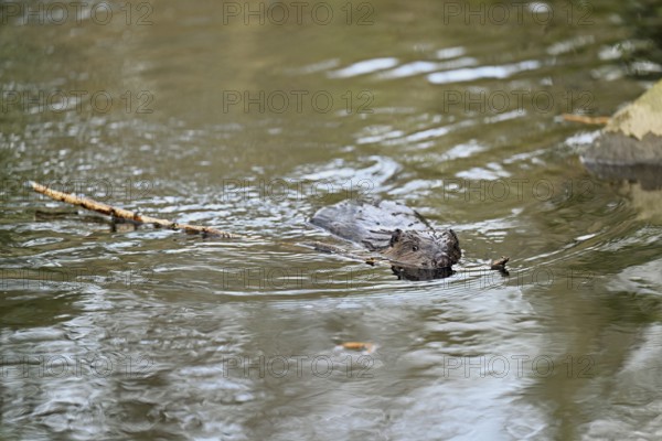 Eurasian beaver, European beaver (Castor fibre), swimming in a stream with a branch in its mouth, Canton Zug, Switzerland