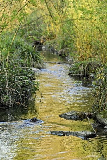 Eurasian beaver, European beaver (Castor fibre), swimming in a stream, Canton Zug, Switzerland