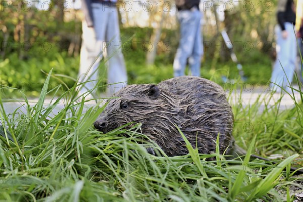 People watching a Eurasian beaver, European beaver (Castor fibre), eating grass in a meadow, Canton Zug, Switzerland