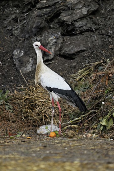 White stork (Ciconia ciconia), foraging in compost, Canton Aargau, Switzerland