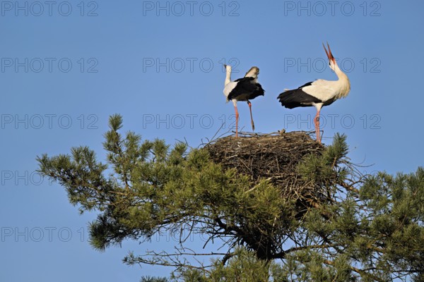 White storks (Ciconia ciconia), mating pair standing on eyrie, Canton Aargau, Switzerland