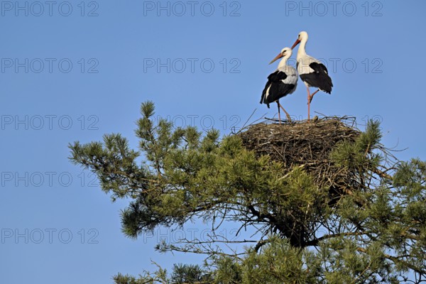 White storks (Ciconia ciconia), pair standing on eyrie, Canton Aargau, Switzerland