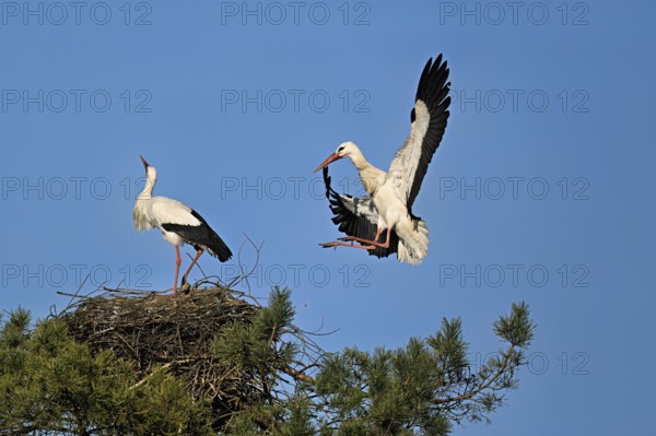 White stork (Ciconia ciconia), approaching an eyrie, Canton Aargau, Switzerland