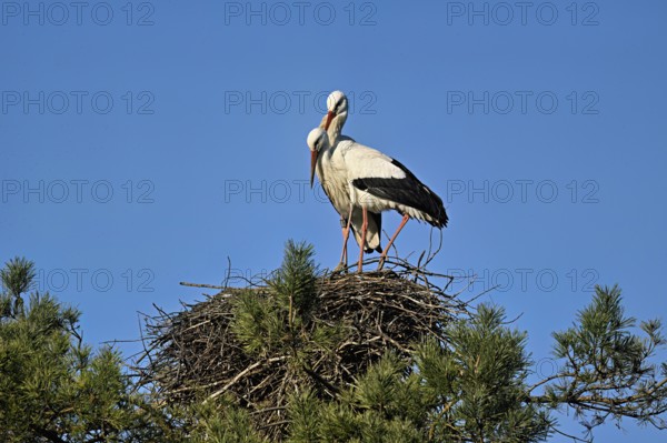White storks (Ciconia ciconia), pair standing on eyrie, Switzerland