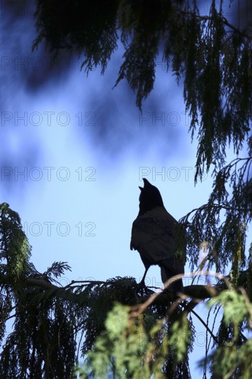 Hooded Crow in summer heat, Germany