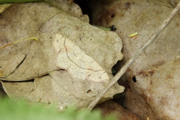 Maiden's Blush, Germany