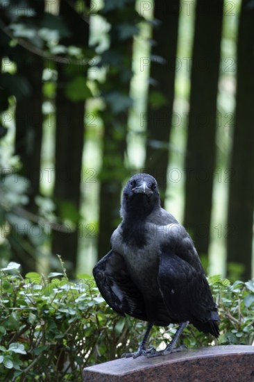 Hooded Crow, young bird, summer heat, July, Germany