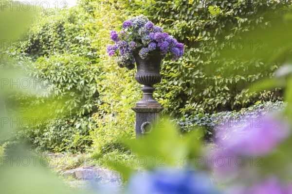 Hydrangea in a garden in Stuttgart, Baden-Württemberg, Germany