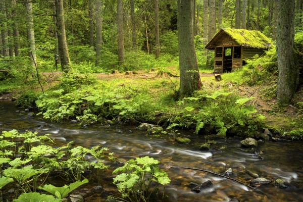 The Rötenbachschluchthütte in the forest, with moss on the roof. In front of it the Rötenbach with long exposure. Rötenbach gorge, Upper Black Forest, Baden-Württemberg, Germany