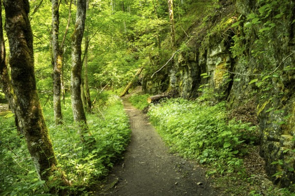 Hiking trail in the forest. Wutach Gorge, Upper Black Forest, Baden-Württemberg, Germany