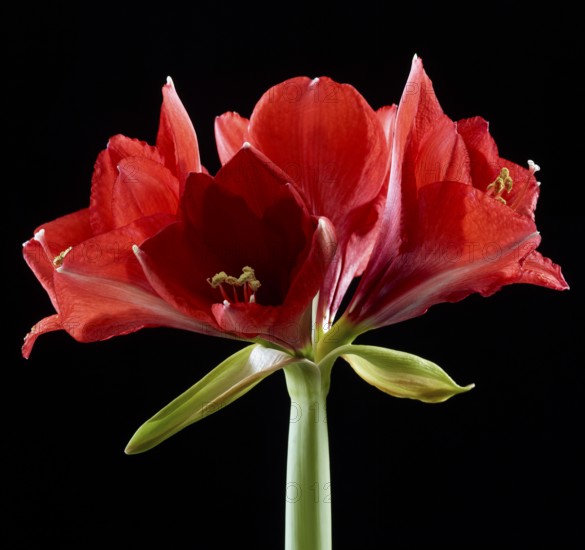 Amaryllis blossoms (Hippeastrum striatum)