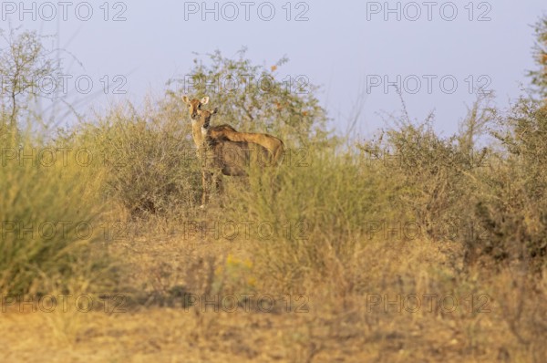 Nilgau antelope cows (Boselpahus tragocamelus) in the Thar Desert or Great Indian Desert, near Jaisalmer, Rajasthan, India