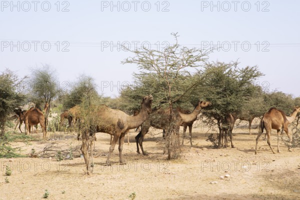 Dromedaries (Camelus dromedarius) feeding on trees in the Thar Desert or Great Indian Desert, near Jaisalmer, Rajasthan, India