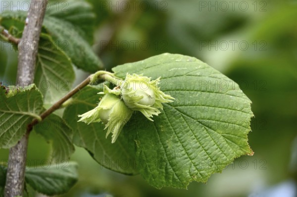 Hazelnut bush with hazelnuts, July, Germany