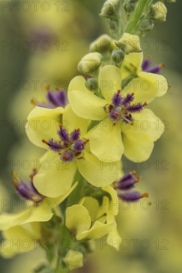 Dark mullein (Verbascum nigrum), Emsland, Lower Saxony, Germany