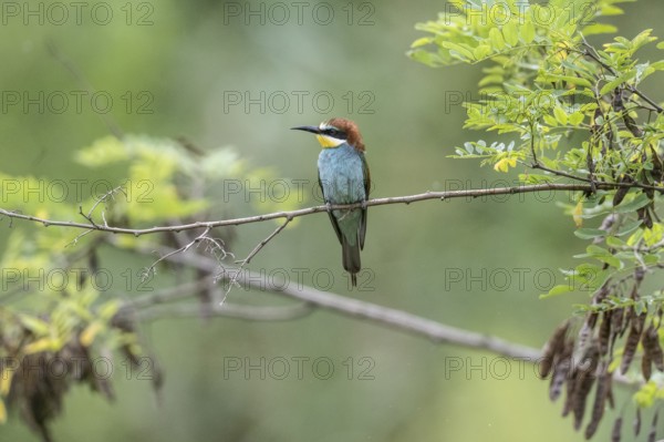 Bee-eater (Merops apiaster), Rhineland-Palatinate, Germany