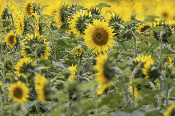 Sunflowers (Helianthus annuus), Emsland, Lower Saxony, Germany