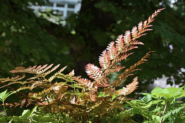 Red veil fern (Dryopteris erythrosora)