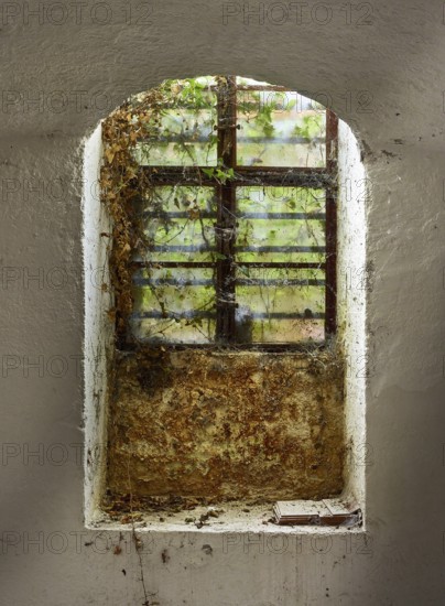 Basement window in abandoned cellar, covered with cobwebs and dried ivy