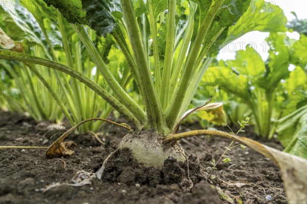 Sugar beet in a field, still growing, west of Kerken, on the Lower Rhine, North Rhine-Westphalia, Germany