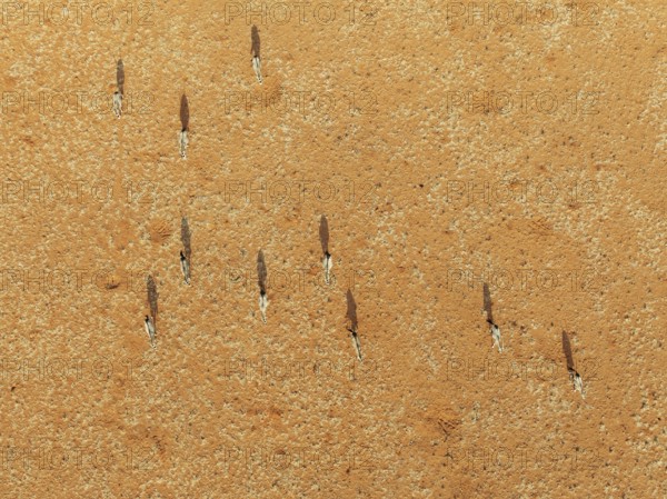 Gemsbok (Oryx gazella). Roaming an arid plain at the edge of the Namib Desert. Aerial view. Drone shot. Namibia
