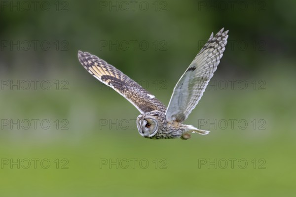 Long-eared owl (Asio otus) in flight over grassland at forest edge, hunting for rodents like mice and voles