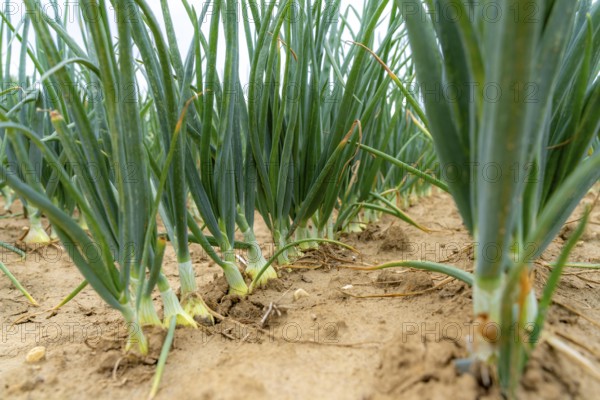 Agriculture, field with onions, shortly in front of harvest, near Nettetal, on the Lower Rhine, North Rhine-Westphalia, Germany