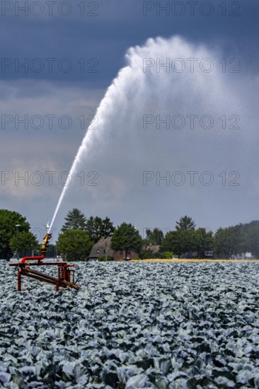 Agriculture, artificial irrigation of a field, irrigation system, cabbage cultivation, red cabbage, near Kempen on the Lower Rhine, North Rhine-Westphalia, Germany