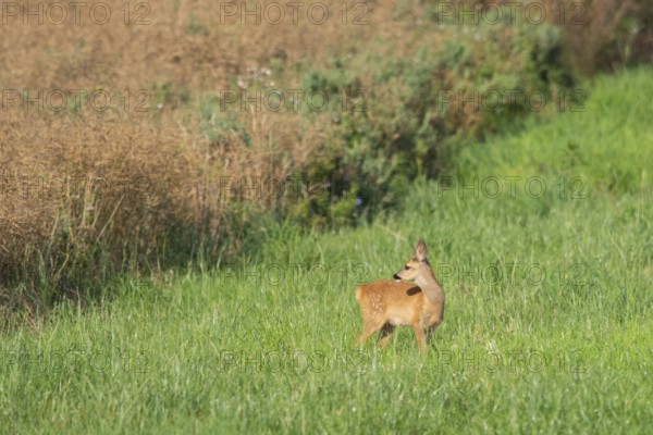 Fawn (Capreolus capreolus) at the edge of a field, Mecklenburg-Western Pomerania, Müritz region, Germany
