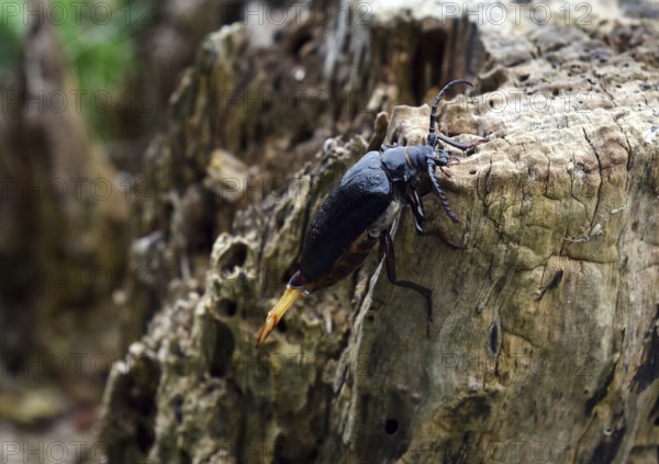 The Prionus coriarius beetle (Prionus coriarius) on dead wood